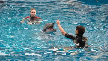 Backdrop to the movie "Dolphin Tale 2" #390931