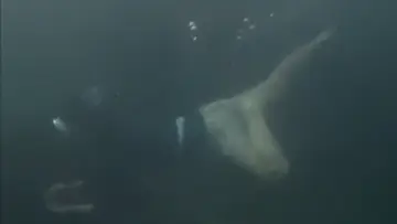 Backdrop to the movie "Nasty Diver" #1653115
