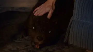 Backdrop to the movie "Zombeavers" #878571