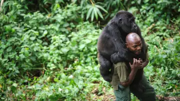 Backdrop to the movie "Virunga" #1211508