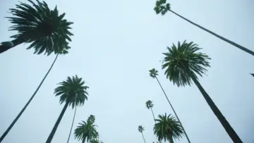 Backdrop to the movie "Sleepover LA" #971741