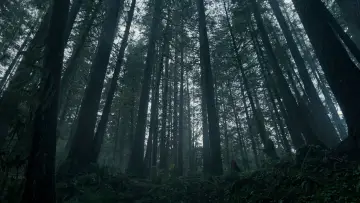 Backdrop to the movie "The Revenant" #516968