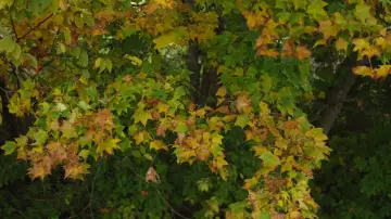 Backdrop to the movie "Little Forest: Summer/Autumn" #853900