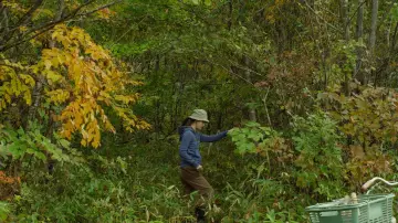Backdrop to the movie "Little Forest: Summer/Autumn" #853901