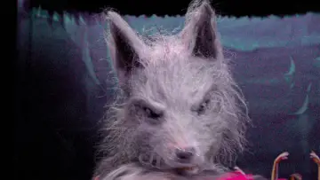 Backdrop to the movie "The Marsupials: The Howling III" #491981