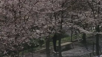 Backdrop to the movie "Blue Spring" #950364
