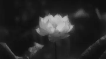Backdrop to the movie "Sanshiro Sugata" #1089668