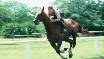 Backdrop to the movie "Phar Lap" #692772