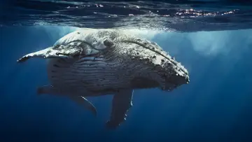 Backdrop to the movie "Oceans" #1024993