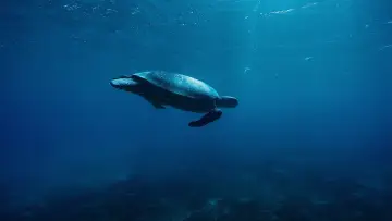 Backdrop to the movie "Oceans" #1024997