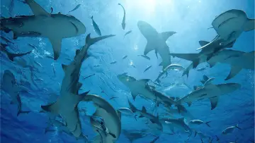 Backdrop to the movie "Oceans" #1024999