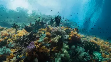Backdrop to the movie "Oceans" #1025003