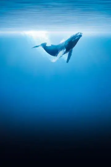 Poster to the movie "Oceans" #1025012