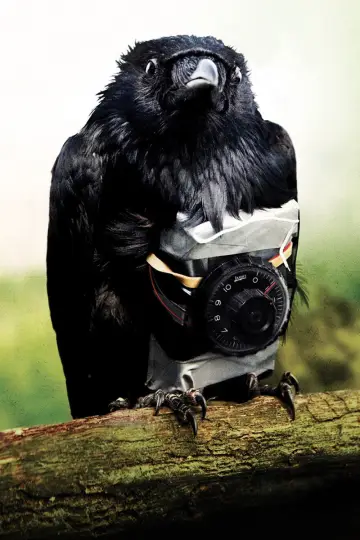 Poster to the movie "Four Lions" #875350