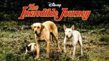 Backdrop to the movie "The Incredible Journey" #1099476