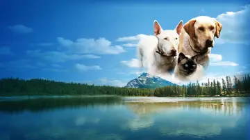 Backdrop to the movie "The Incredible Journey" #1099477