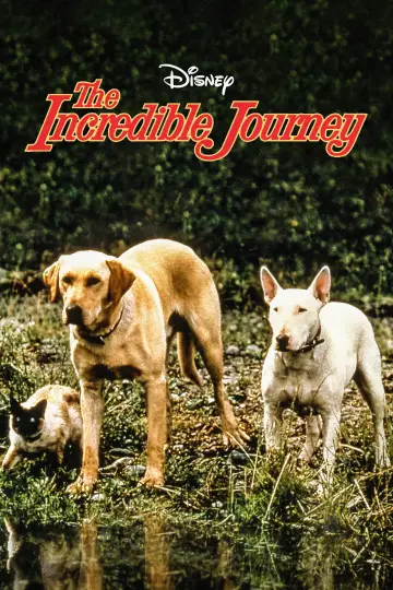 Poster to the movie "The Incredible Journey" #1099483