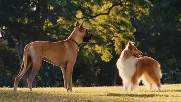 Backdrop to the movie "Marmaduke" #616758