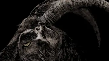 Backdrop to the movie "The Witch" #251868