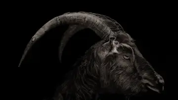 Backdrop to the movie "The Witch" #801272