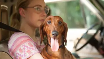Backdrop to the movie "Wiener-Dog" #1102882