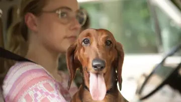 Backdrop to the movie "Wiener-Dog" #1102890