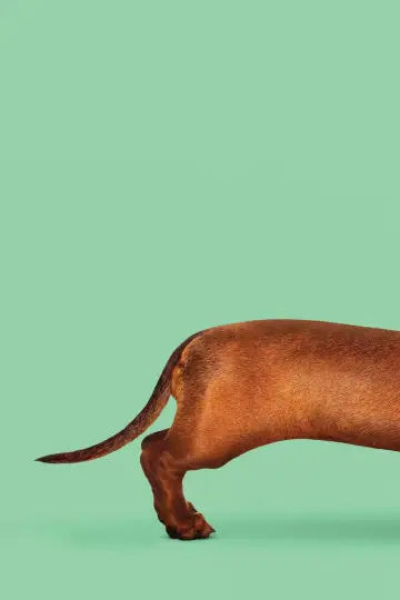 Poster to the movie "Wiener-Dog" #1102908