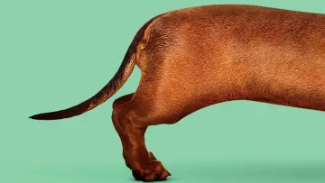 Backdrop to the movie "Wiener-Dog" #461633