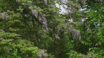 Backdrop to the movie "Little Forest: Winter/Spring" #1149325