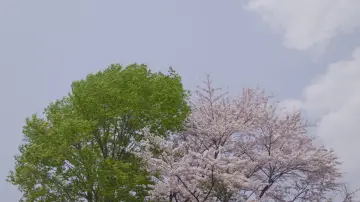 Backdrop to the movie "Little Forest: Winter/Spring" #1149332