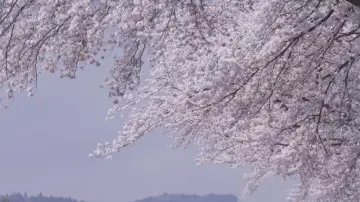 Backdrop to the movie "Little Forest: Winter/Spring" #1149333