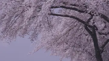 Backdrop to the movie "Little Forest: Winter/Spring" #1149334