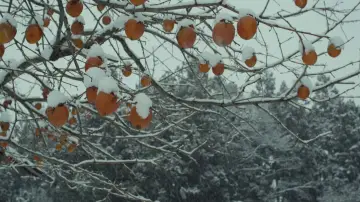Backdrop to the movie "Little Forest: Winter/Spring" #1149340