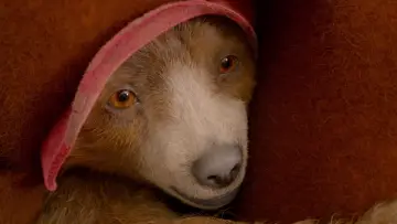 Backdrop to the movie "Paddington 2" #643921