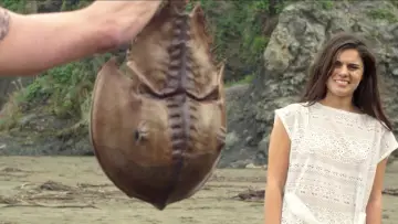 Backdrop to the movie "Crabs!" #1003764