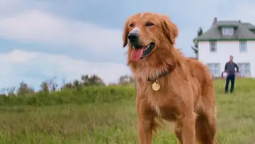 Backdrop to the movie "A Dog