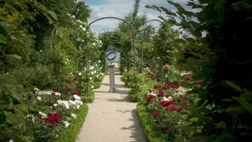 Backdrop to the movie "Painting the Modern Garden: Monet to Matisse" #427309