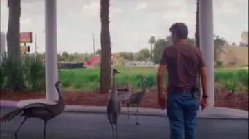 Backdrop to the movie "The Florida Project" #709846