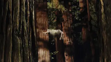 Backdrop to the movie "Woodshock" #707505