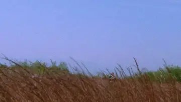 Backdrop to the movie "Lone Wolf and Cub: Sword of Vengeance" #1021494