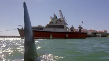 Backdrop to the movie "Shark Attack 2" #922111