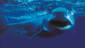 Backdrop to the movie "Shark Attack 2" #922112