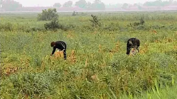 Backdrop to the movie "The Gleaners and I" #769771