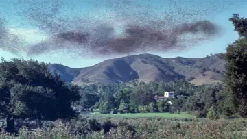 Backdrop to the movie "The Swarm" #901883