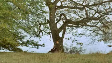 Backdrop to the movie "The Emigrants" #631567