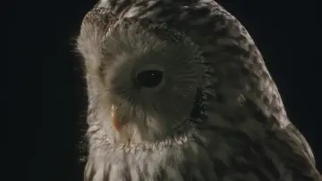 Owl poster