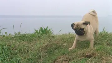 Backdrop to the movie "The Adventures of Milo and Otis" #1048338
