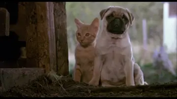 Backdrop to the movie "The Adventures of Milo and Otis" #1203142