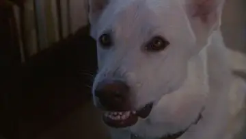Backdrop to the movie "White Dog" #391177