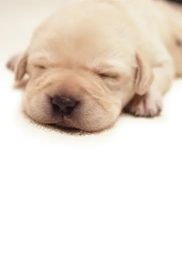 Poster to the movie "Quill: The Life of a Guide Dog" #1142003